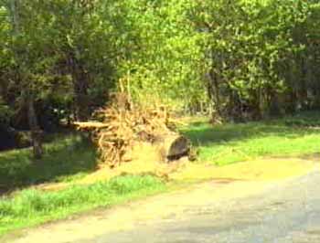 Bombaler Vald forest